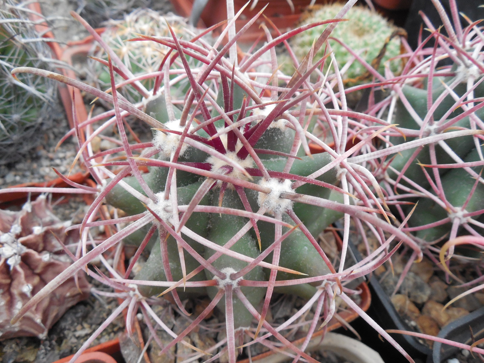 Ferocactus acanthodes - Kohres -