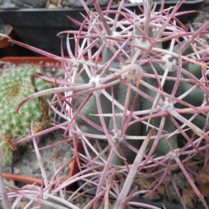 Ferocactus acanthodes - Kohres -