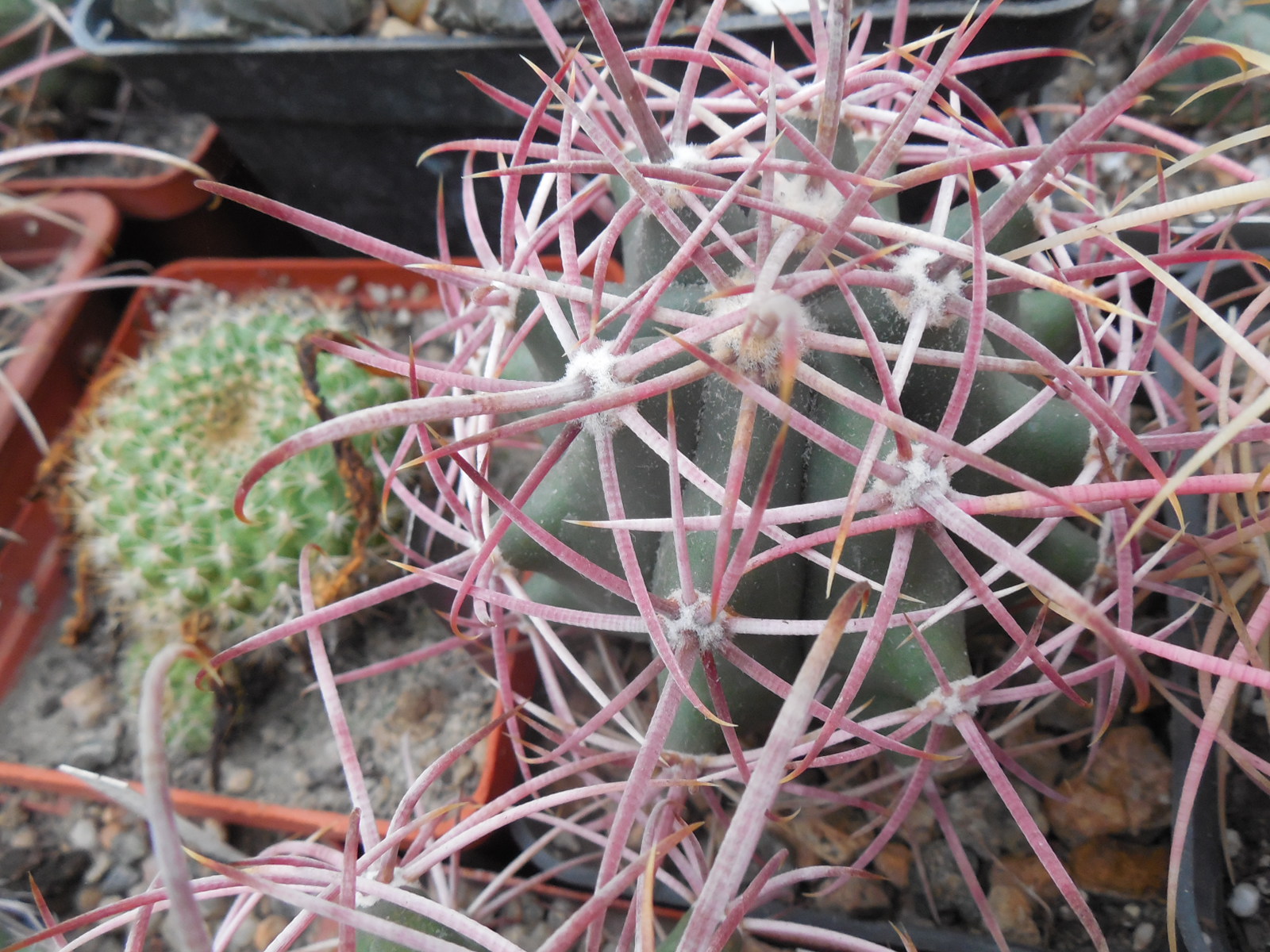 Ferocactus acanthodes - Kohres -