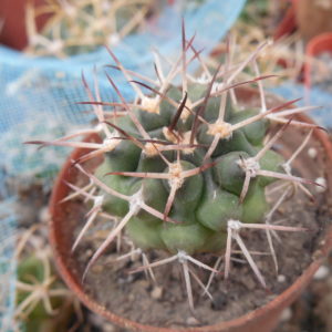 Gymnocalycium schikendantsii P 17s - Piltz -