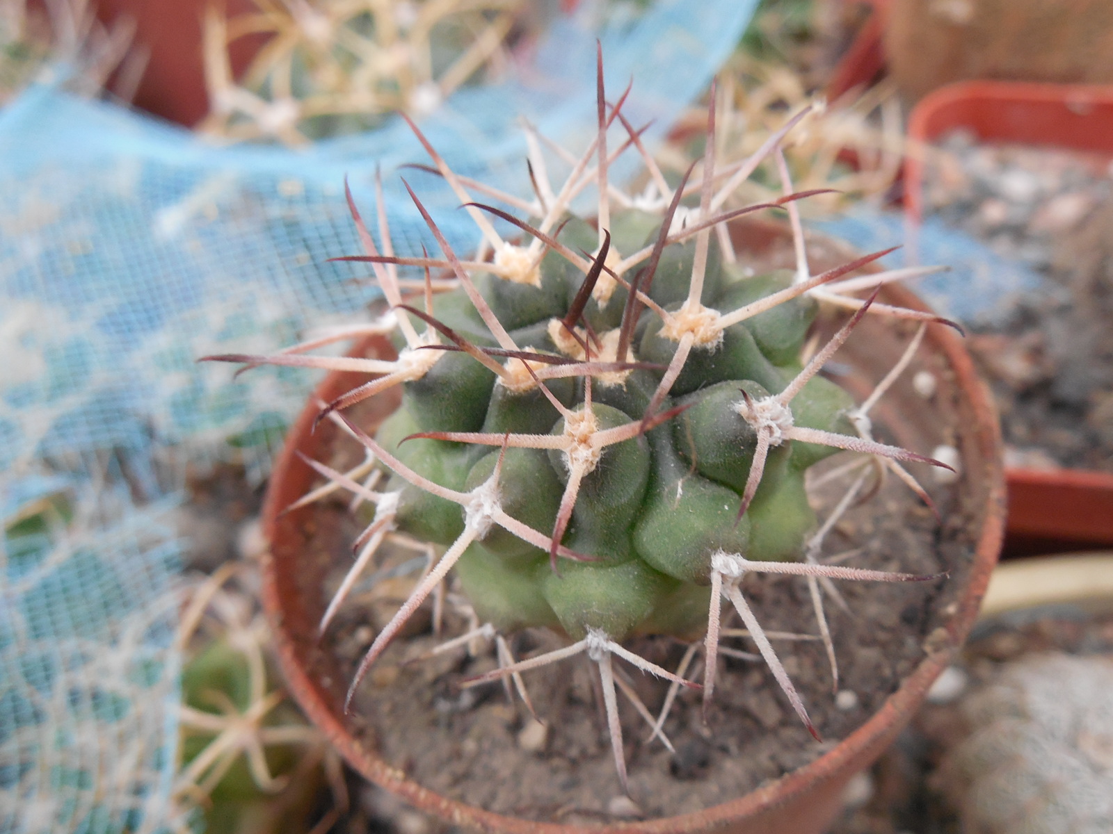 Gymnocalycium schikendantsii P 17s - Piltz -