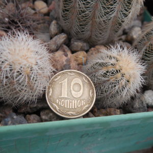Echinocereus reichenbachii - caespitosus - Wichita, Texas - PP