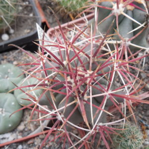 Ferocactus viscainensis