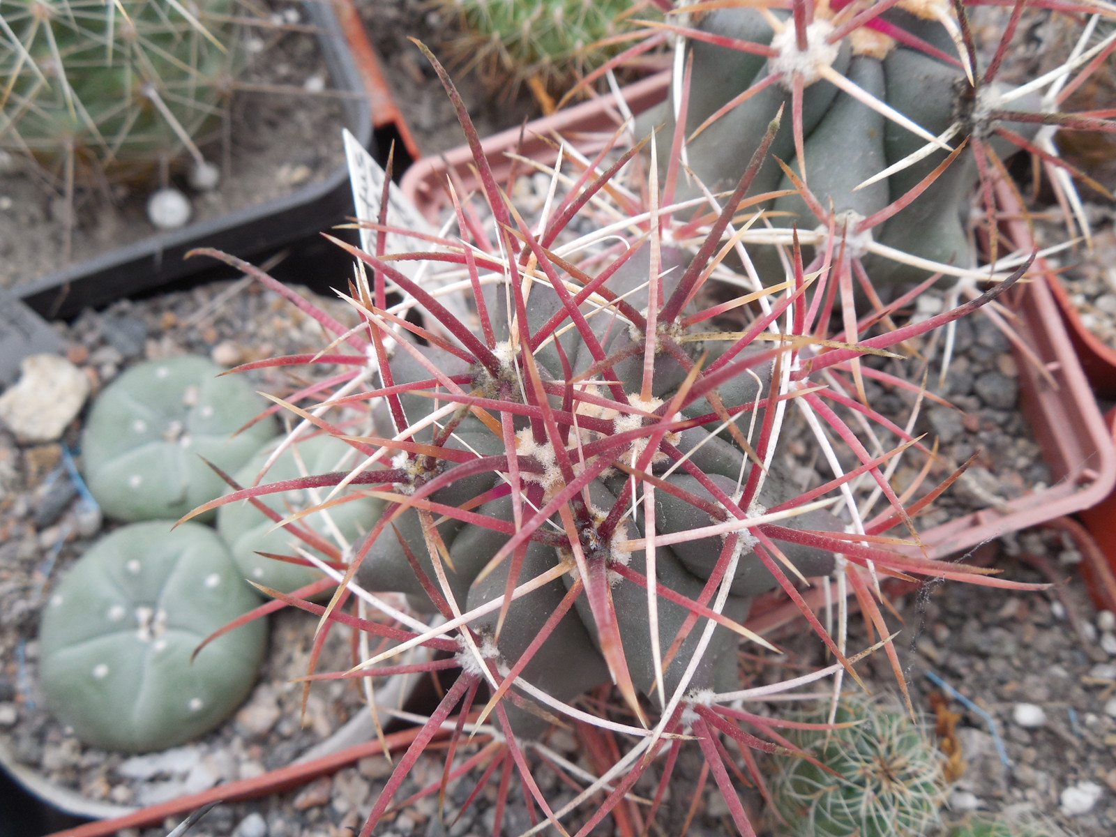 Ferocactus viscainensis