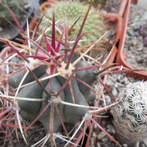 Ferocactus viscainensis