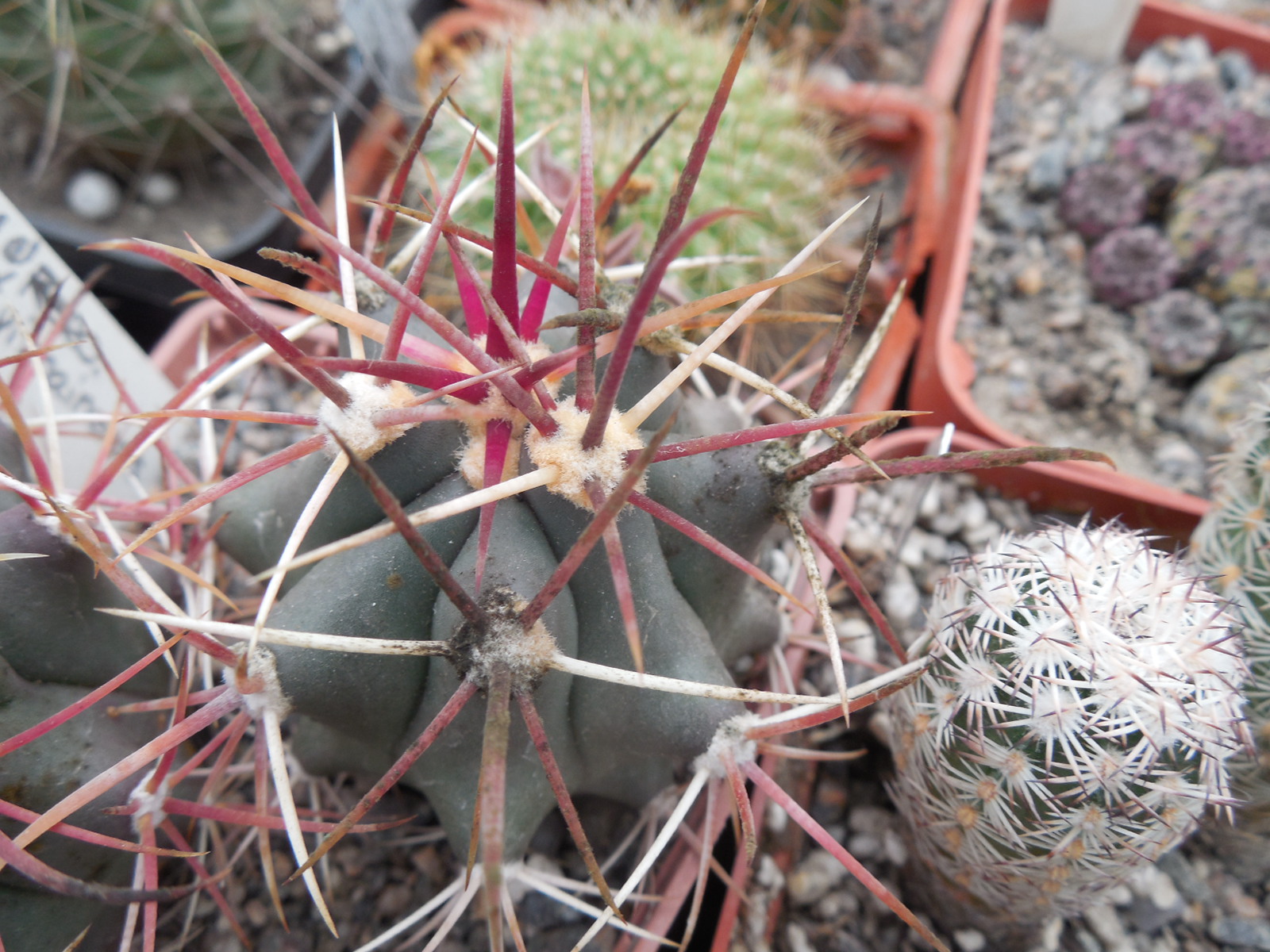 Ferocactus viscainensis