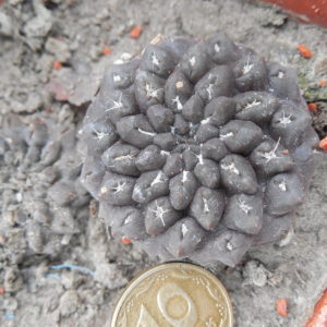 Thelocephala occulta