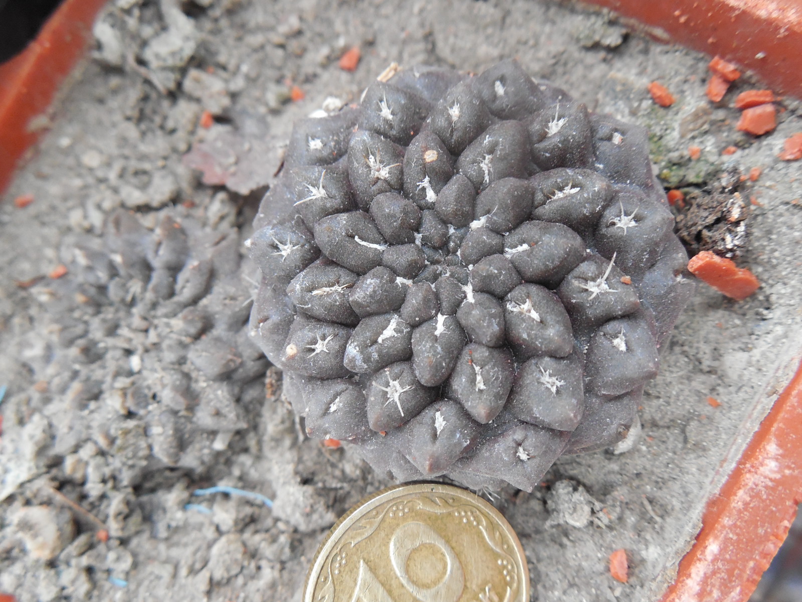 Thelocephala occulta