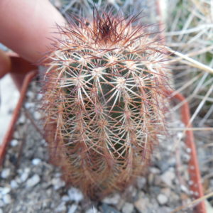 Echinocereus reichenbachii  JRT 202 - Woodward Co. Ok. -  magenta flower