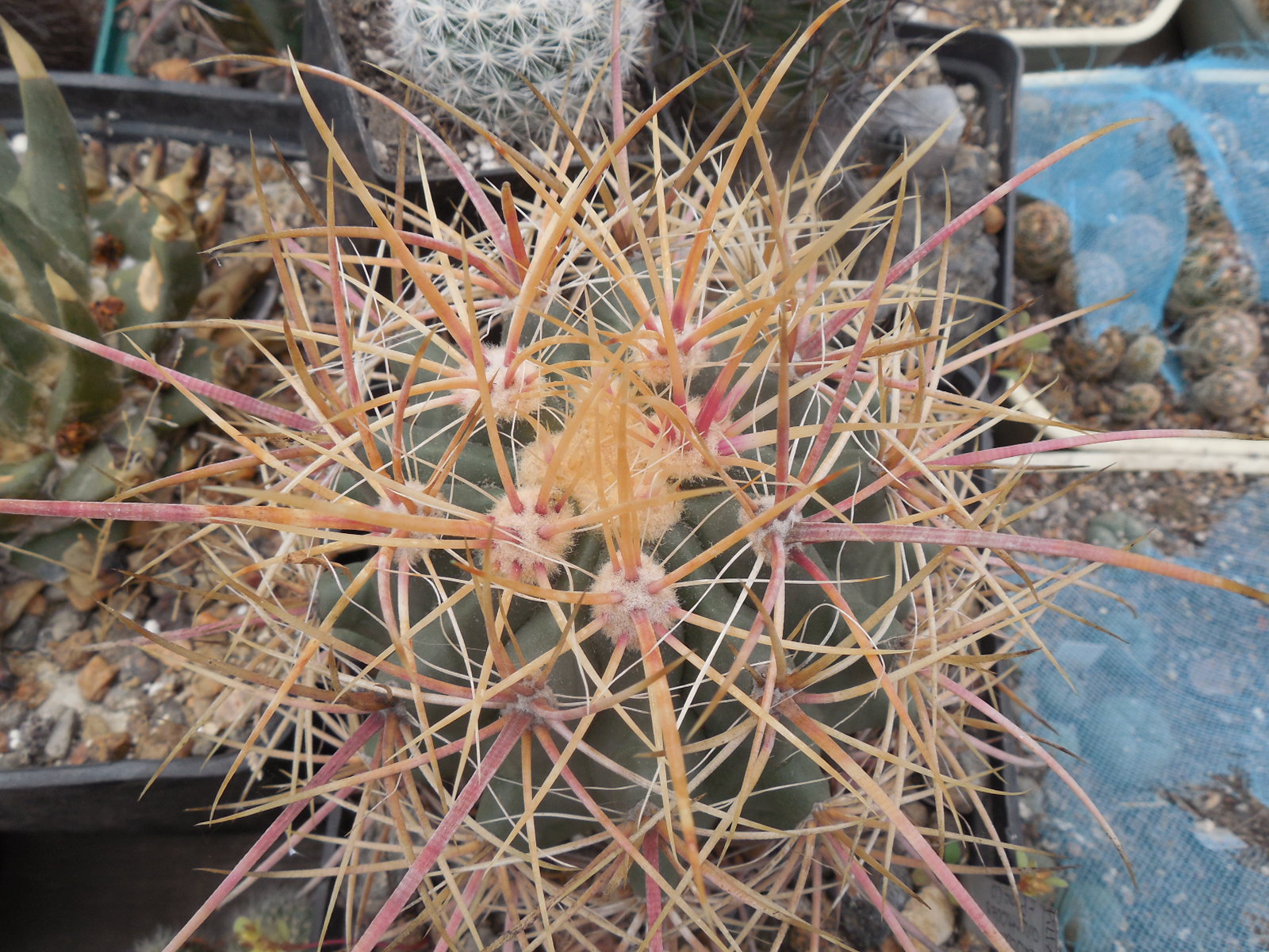 Ferocactus acanthodes - Pima Co. Piltz
