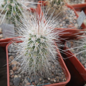 Echinocereus stramineus SB 499 Pedricena, Dur. - white-black-red sp. - MG -
