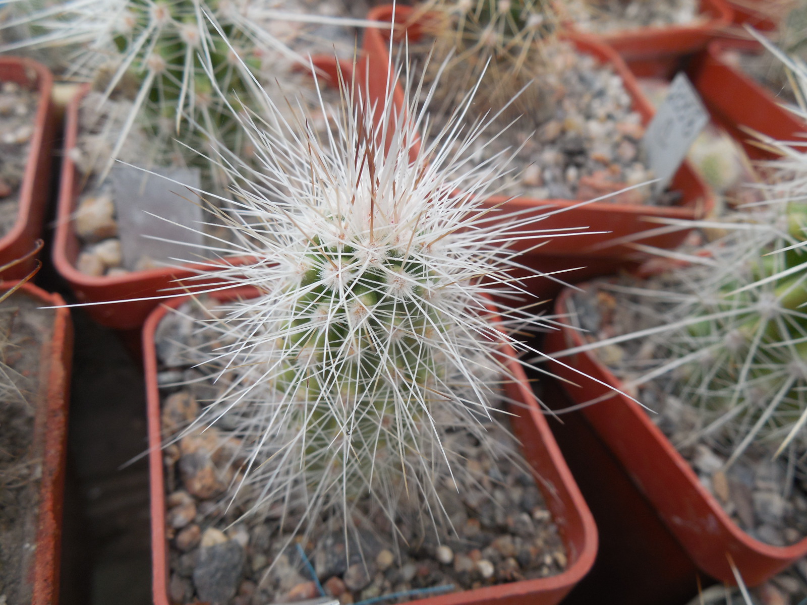 Echinocereus stramineus SB 499 Pedricena, Dur. - white-black-red sp. - MG -