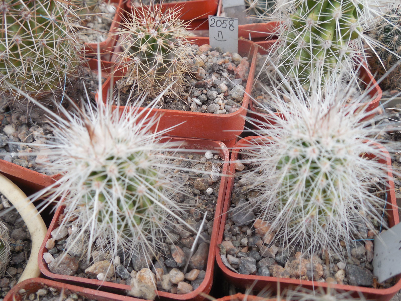 Echinocereus stramineus SB 499 Pedricena, Dur. - white-black-red sp. - MG -