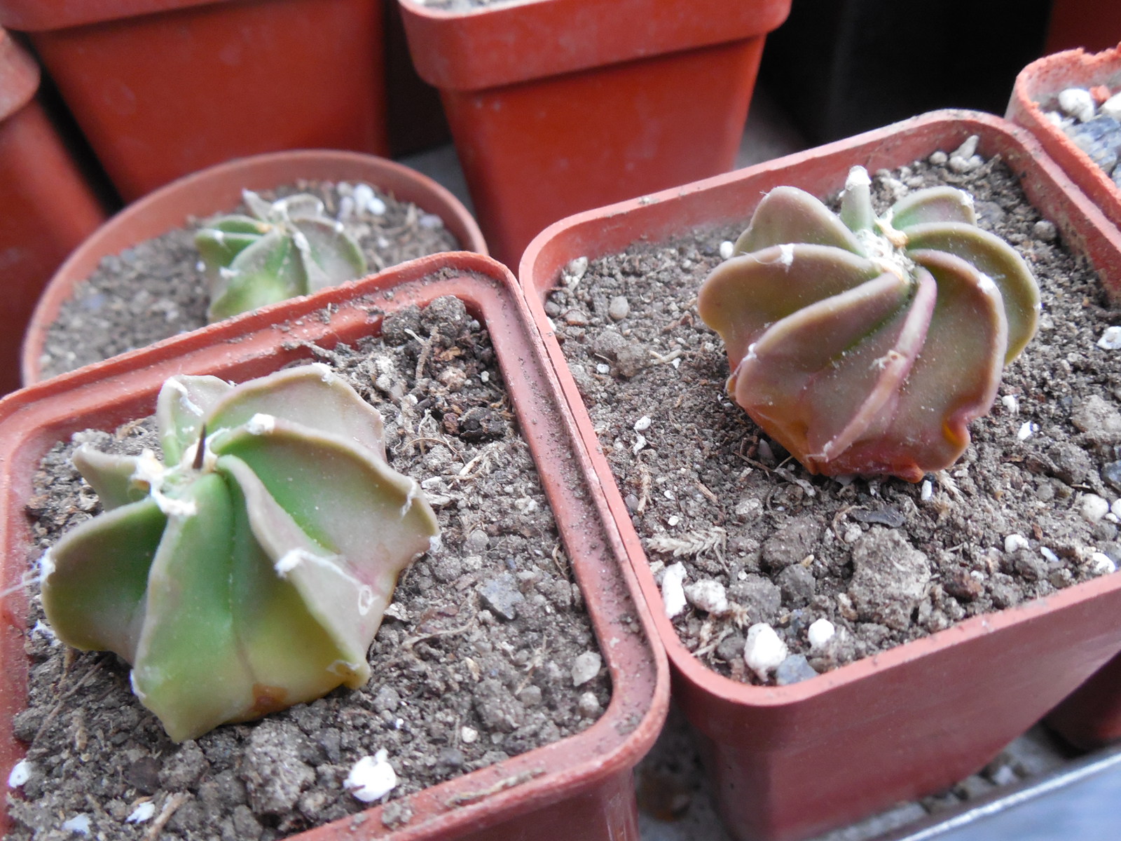 Astrophytum crassispinum - El Socoro - Kohres -