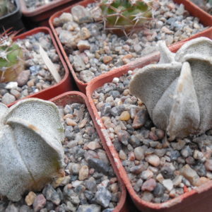 Astrophytum coahuilense RS 740 - сіянці -