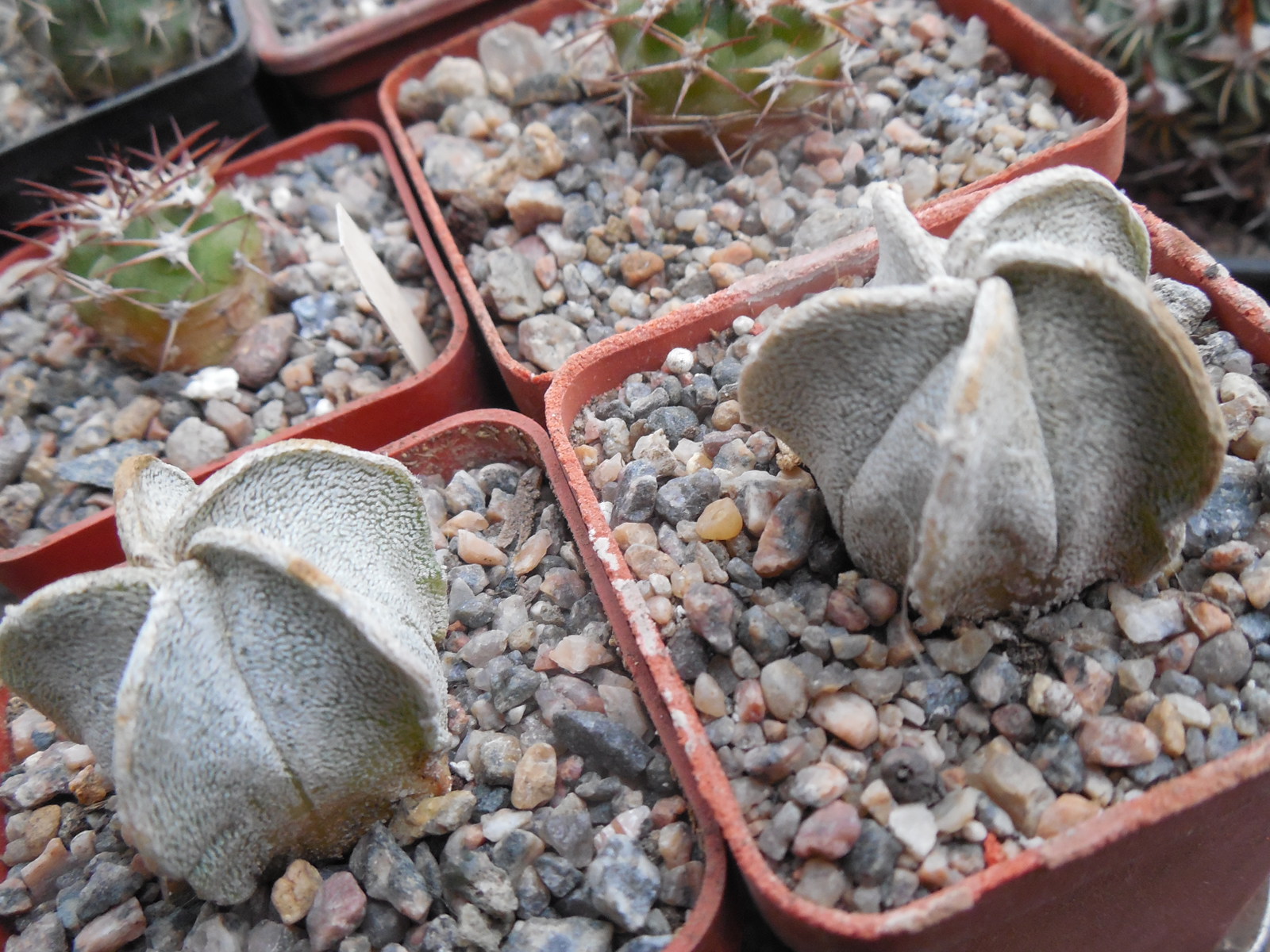 Astrophytum coahuilense RS 740 - сіянці -