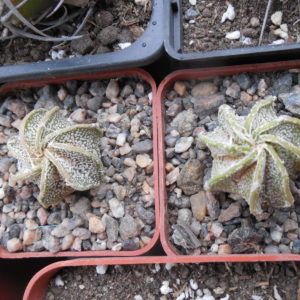 Astrophytum capricorne - v.minor MEX  40 km. 107