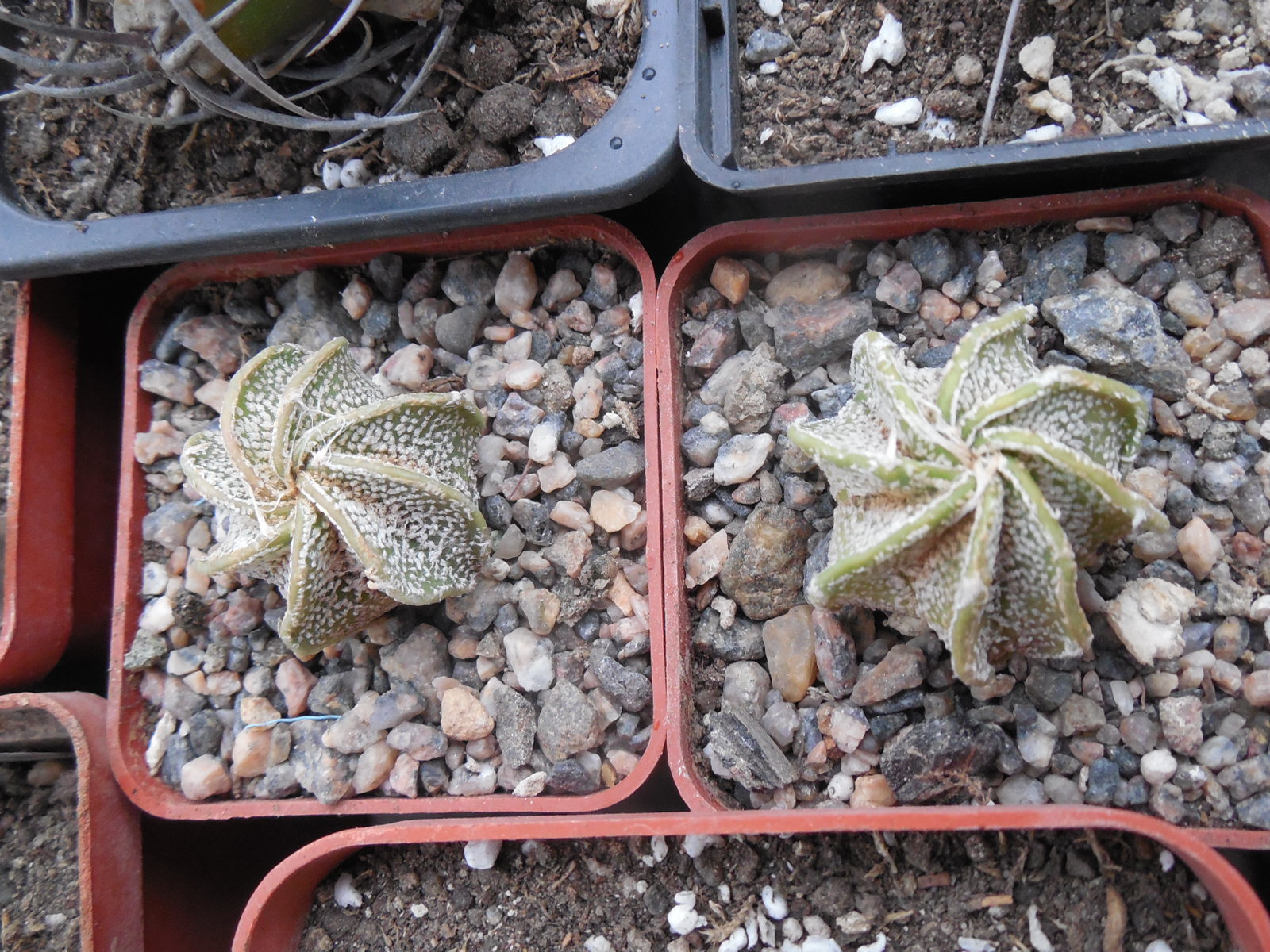 Astrophytum capricorne - v.minor MEX  40 km. 107