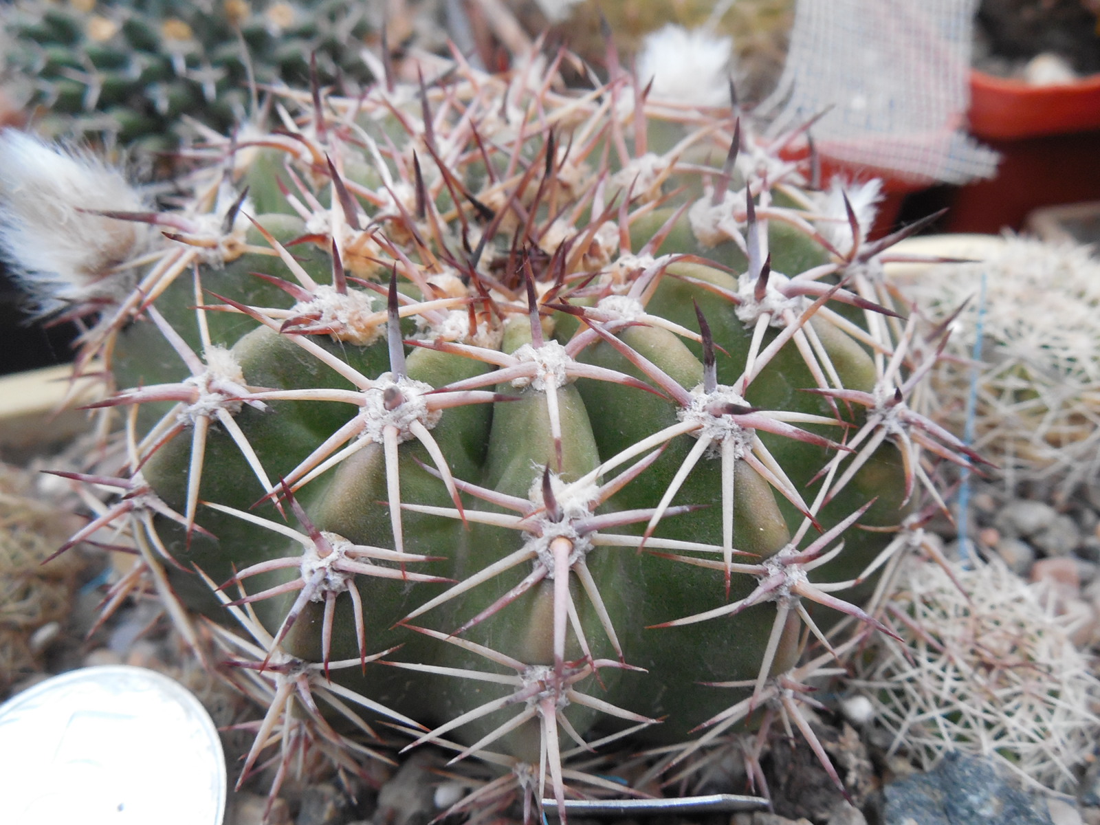 Pseudolobivia obrepanda - v. purpurea R 256 - MG -