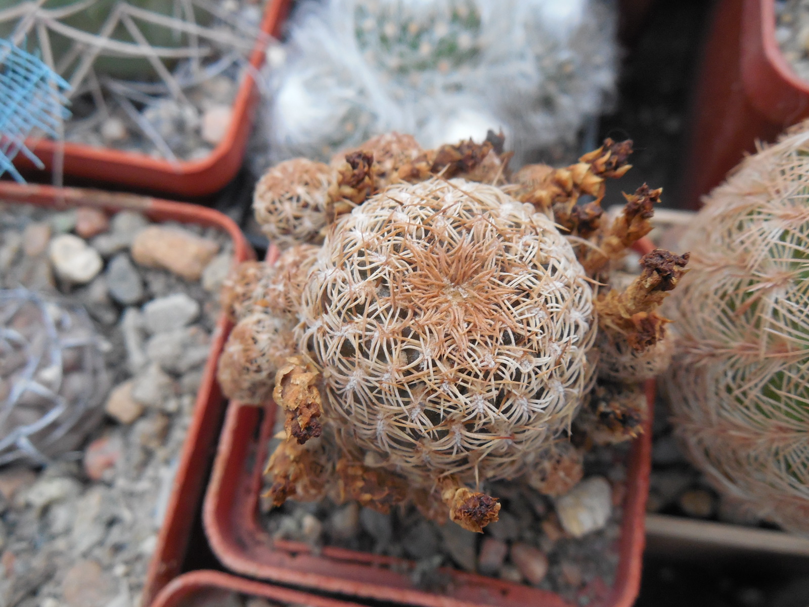 Sulcorebutia breviflora - L 314  A. Plapp - рожевоквіткова форма