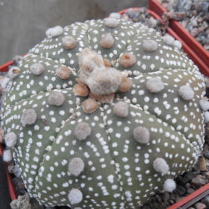 Astrophytum  cv. Super  Cabuto - ooibo - not grafted -