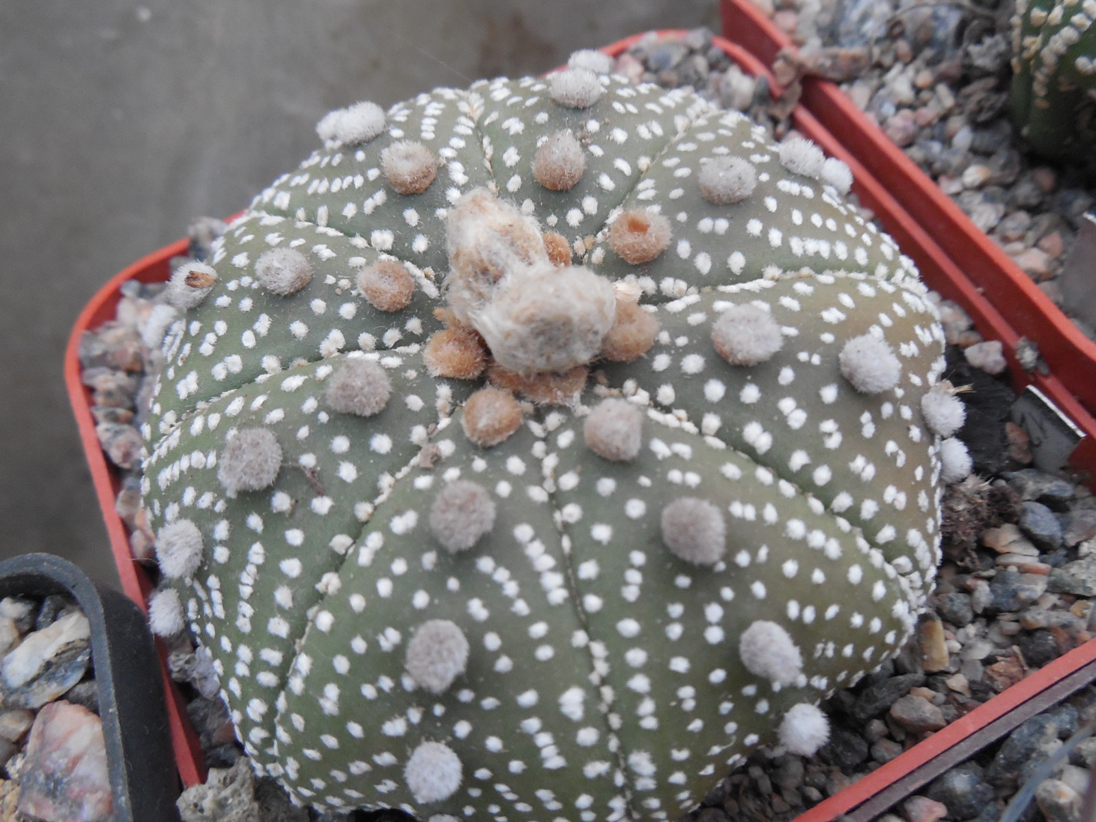 Astrophytum  cv. Super  Cabuto - ooibo - not grafted -