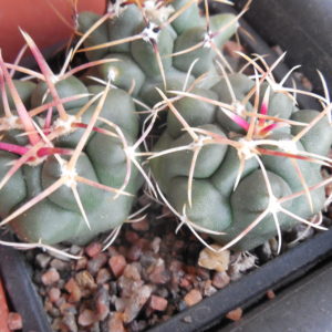 Thelocactus hexaedrophorus - v.jarmillae