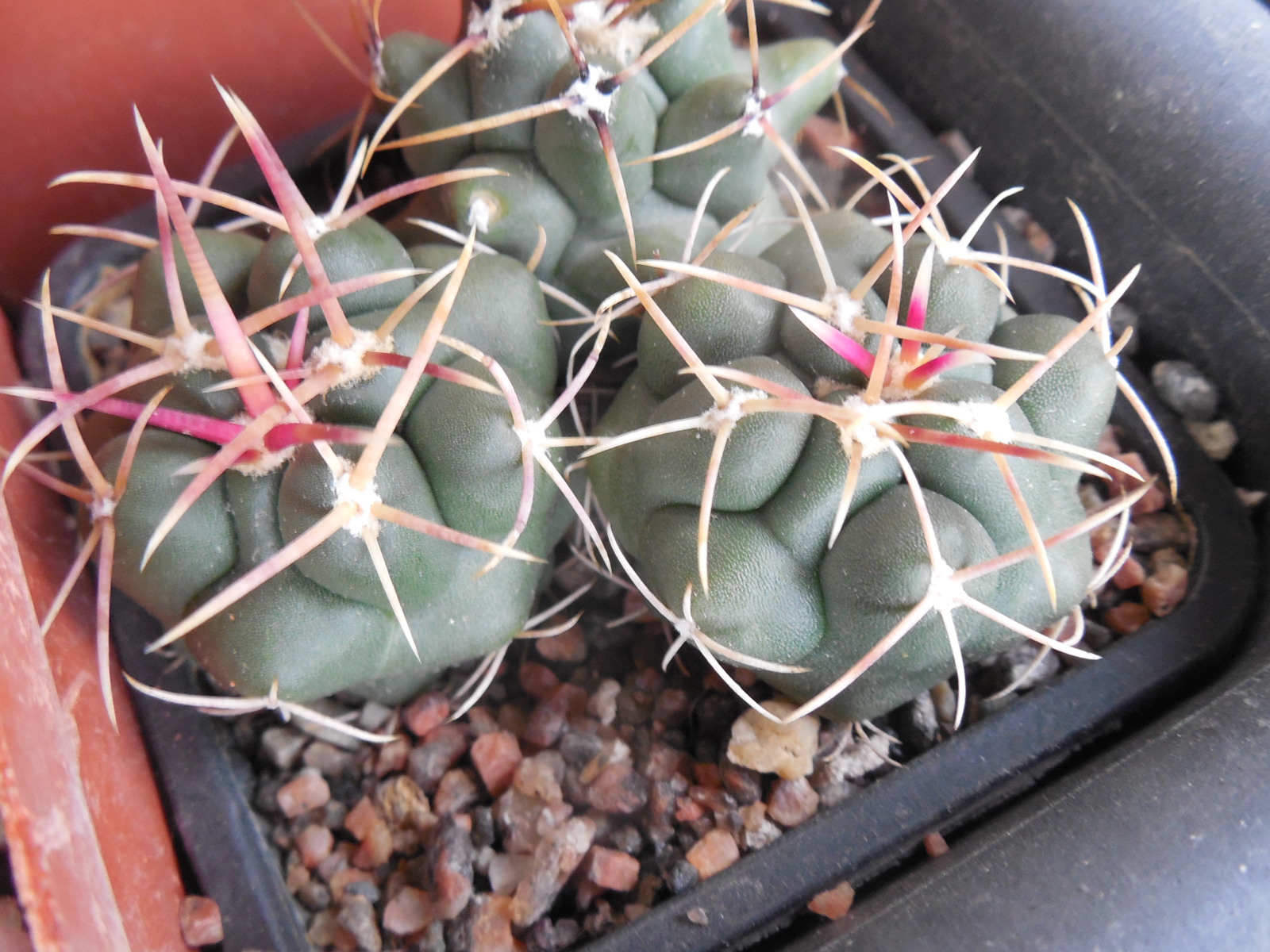 Thelocactus hexaedrophorus - v.jarmillae