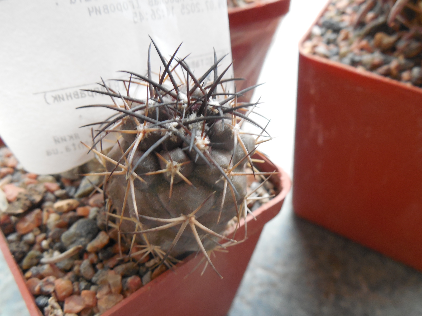 Copiapoa griseoviolacea s off. Freirina  - not grafted -