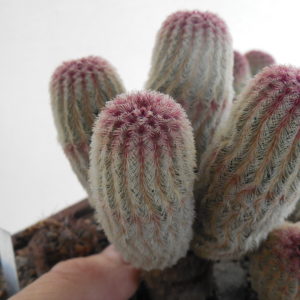 Echinocereus rigidissimus - v.rubispinus L088 - 4 голови -