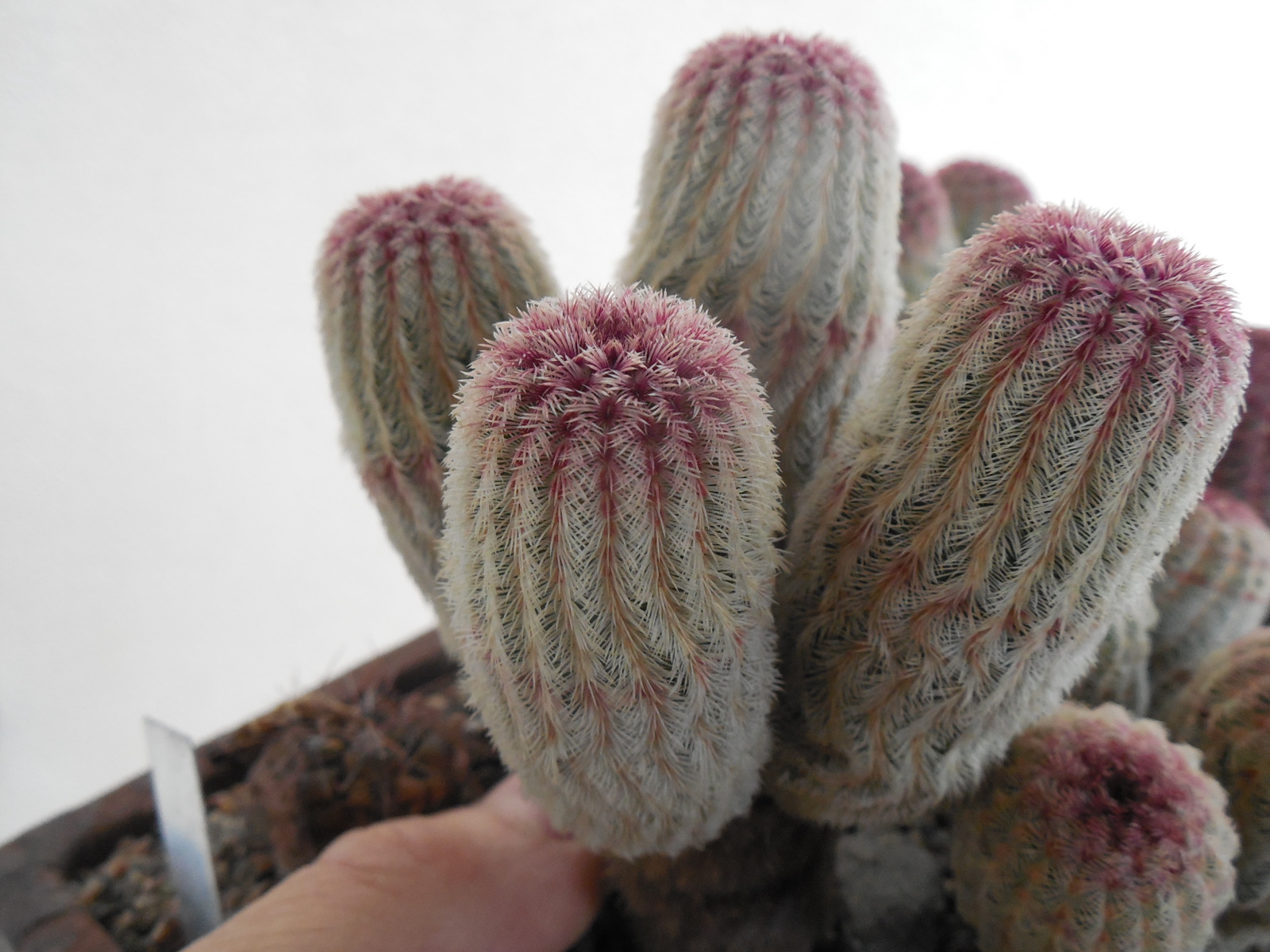 Echinocereus rigidissimus - v.rubispinus L088 - 4 голови -