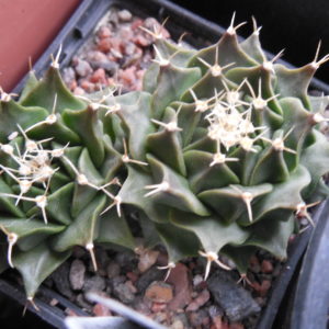 Obregonia denegrii