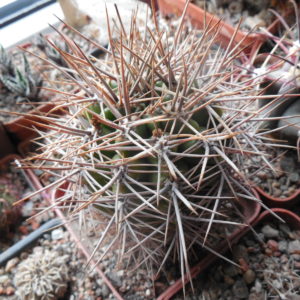 Gymnocalycium horridispinum - v. longispinum - MG -