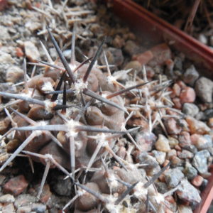Gymnocalycium piltziorum P 38 - Piltz - відбір -