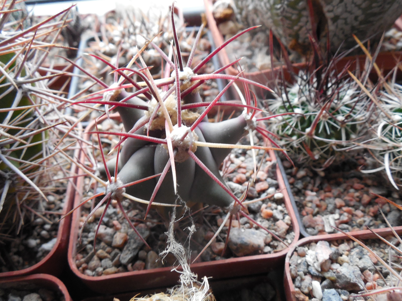 Ferocactus  sp.  Arizona,  aff.emory