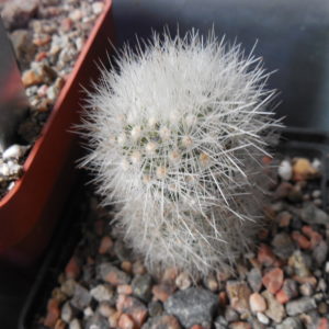 Escobaria  laredoi SB 289 - MG -
