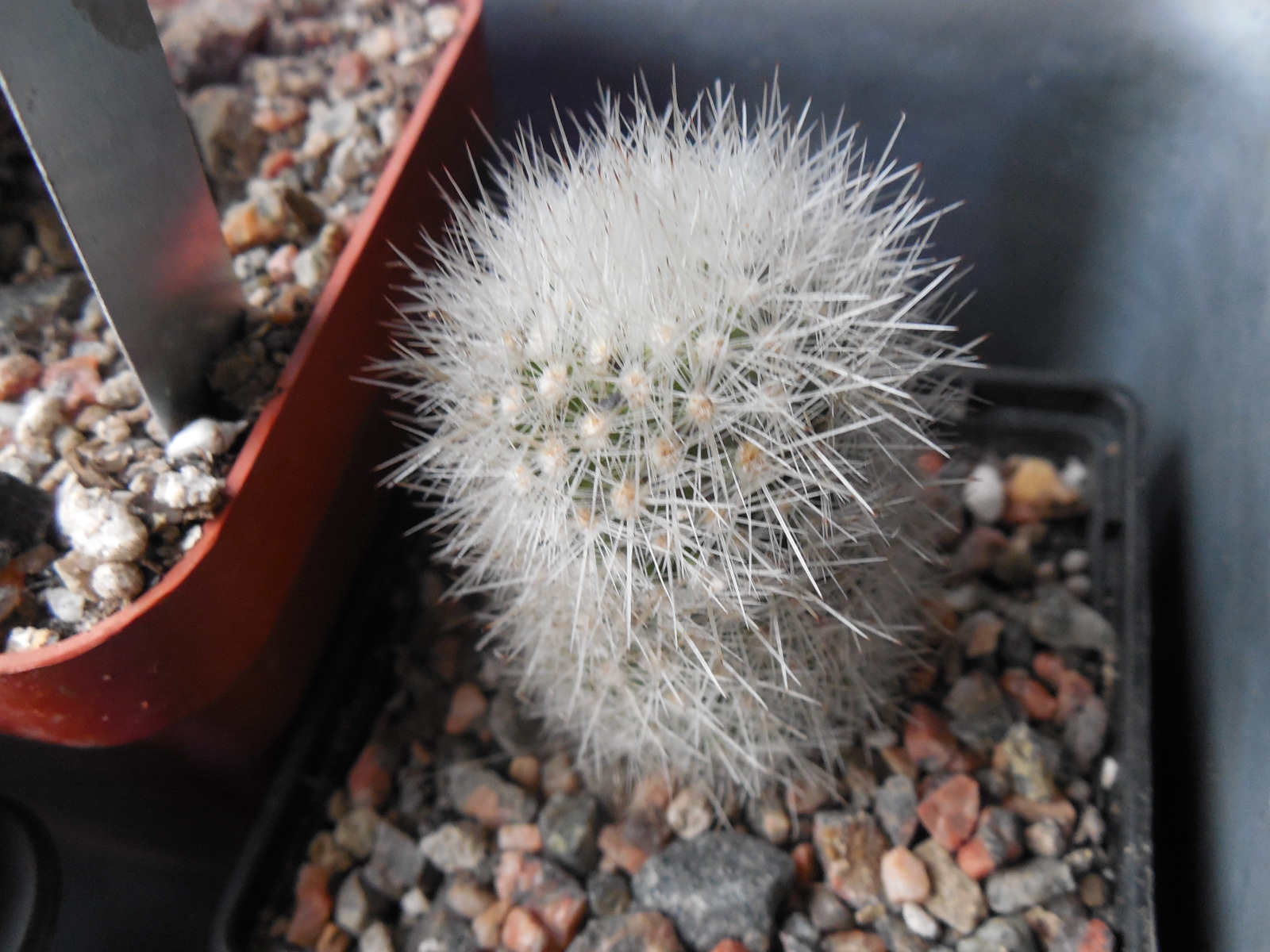 Escobaria  laredoi SB 289 - MG -