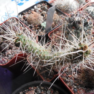 Tephrocactus weberi P 50/2 Sierra de Quilmes 2500 m.