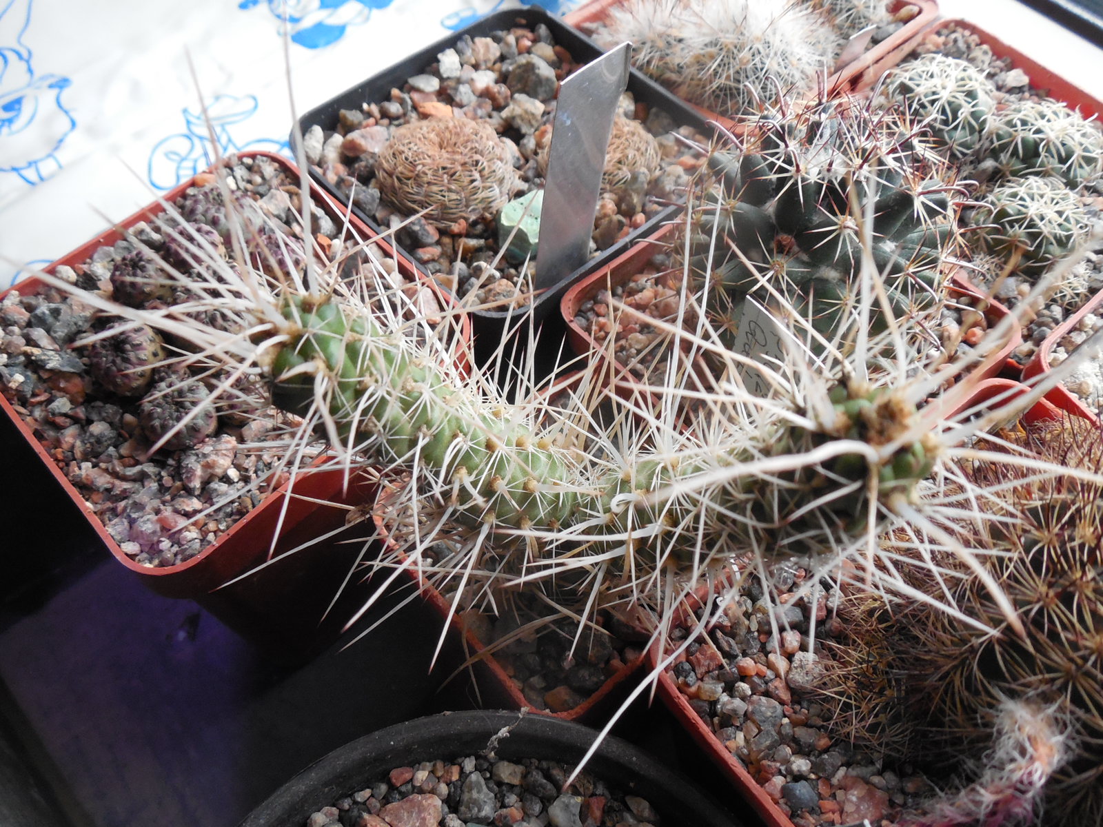 Tephrocactus weberi P 50/2 Sierra de Quilmes 2500 m.