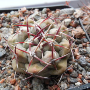 Thelocactus heterochromus