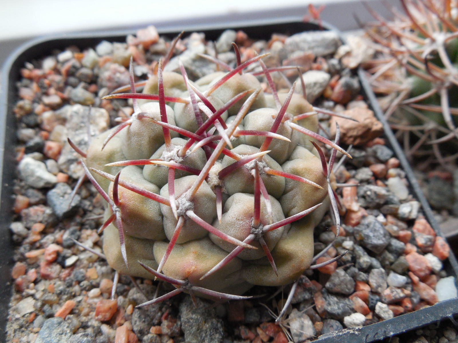 Thelocactus heterochromus