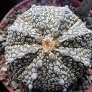 Astrophytum asterias - cv. red - pink flowers - Kohres tupe
