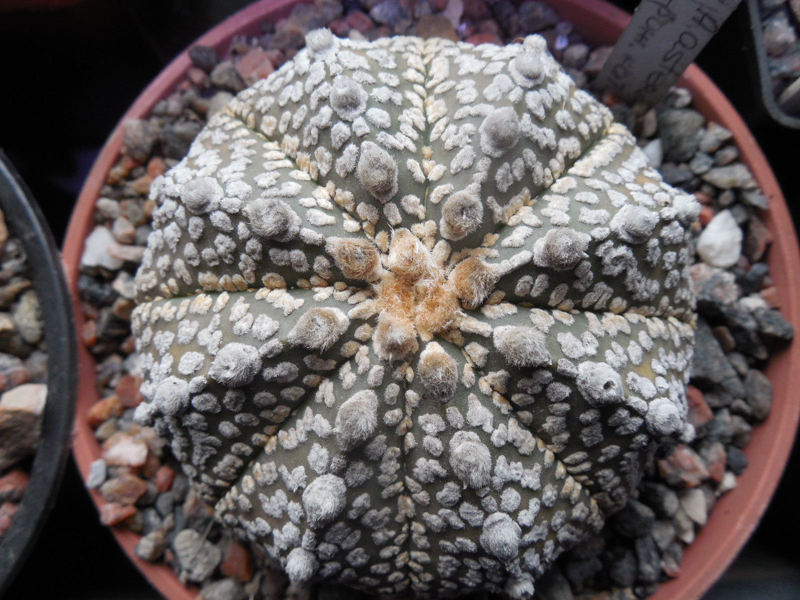 Astrophytum asterias - cv. red - pink flowers - Kohres tupe