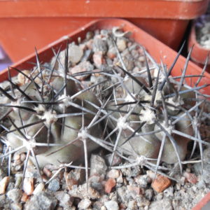 Copiapoa coquimbana