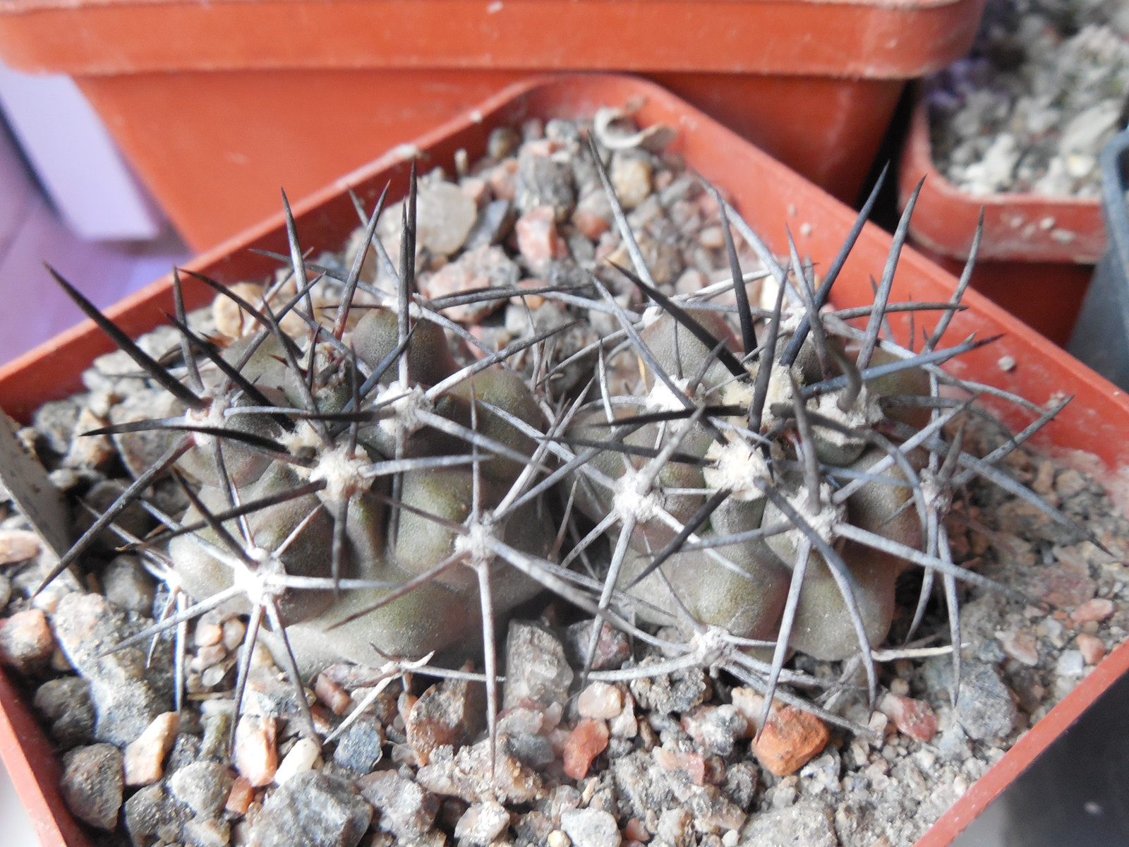 Copiapoa coquimbana