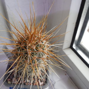 Echinocereus nicholii  SB 1933 - w. Sonoita, Sonora, - MG -