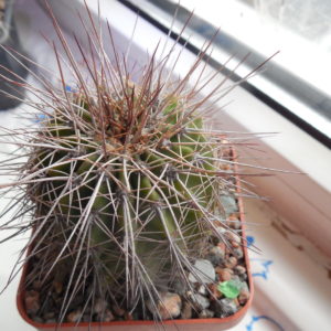 Acanthocalycium peitscherianum - ssp.klimpelianum