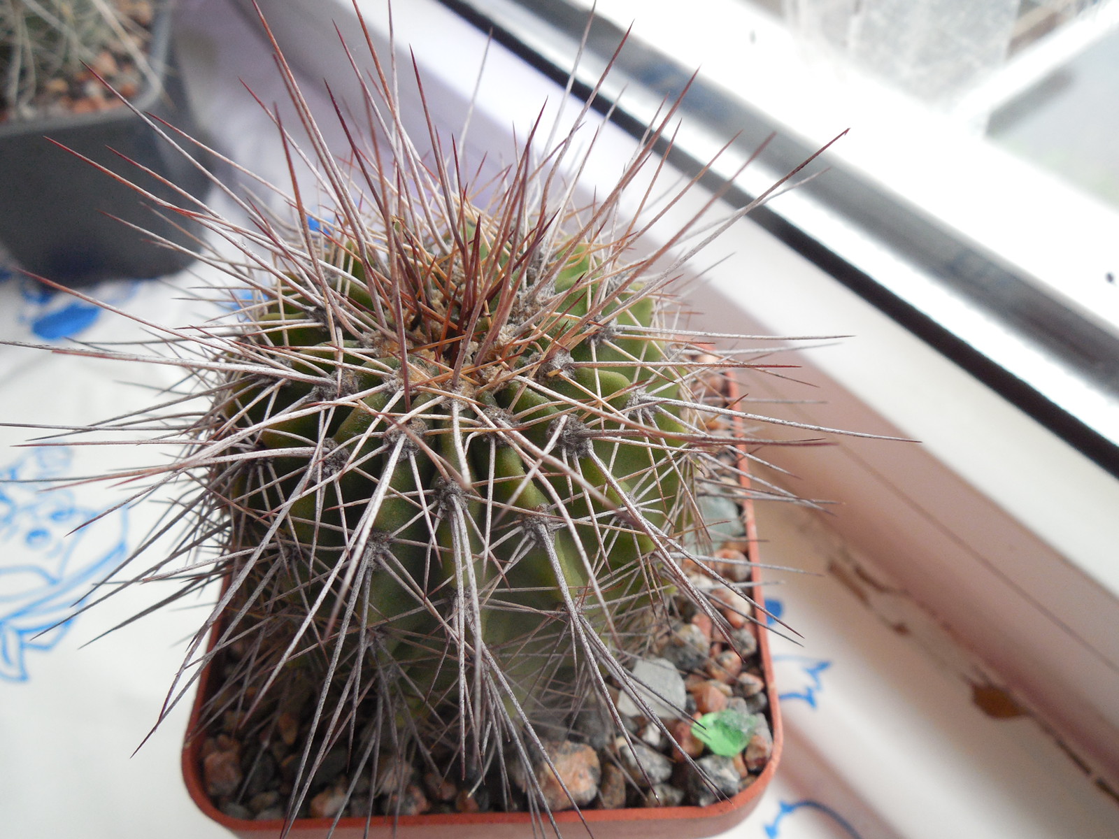 Acanthocalycium peitscherianum - ssp.klimpelianum