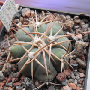 Echinocactus horrizontalonius VZD 531 - Nueva Victoria,  Coah.