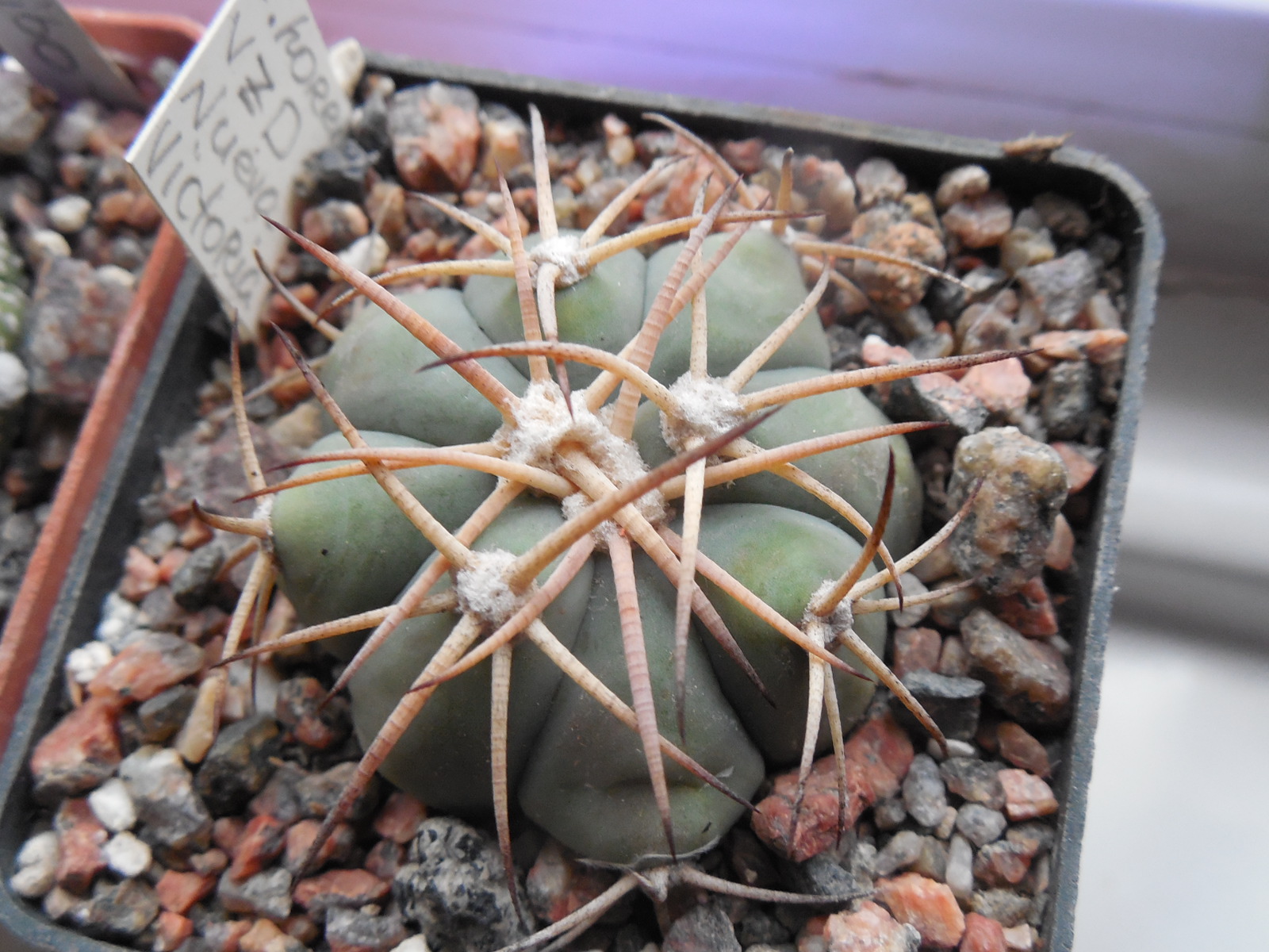 Echinocactus horrizontalonius VZD 531 - Nueva Victoria,  Coah.